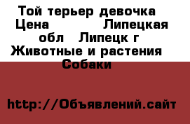 Той терьер девочка › Цена ­ 4 000 - Липецкая обл., Липецк г. Животные и растения » Собаки   